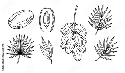 Minimal dates fruit line art vector illustration transparent