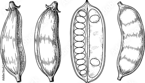 Detailed black and white of different pea pods split open revealing seeds legume