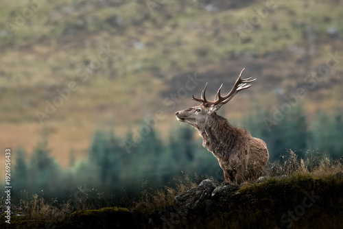 Photos A majestic red deer stag stands alert on a rocky outcrop, surveying its surroundings in the Scottish Highlands