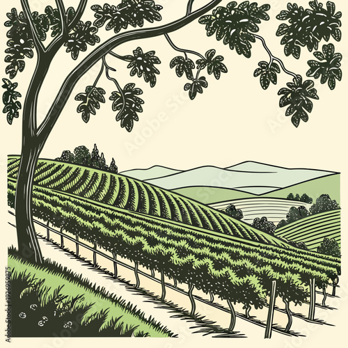 Lush vineyard illustration in a woodcut style, showing rows of grapes under a large fig tree, with rolling hills in the background.