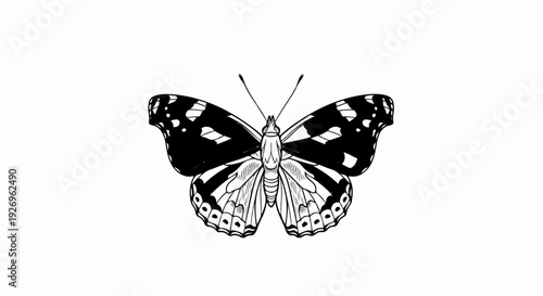Black and white illustration of an open-winged butterfly with intricate wing patterns