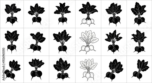 Collection of black and white beetroot plant illustrations in various styles and line art on white background