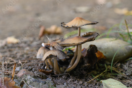 Fotografie Wild Mushrooms in Autumn Sunlight in Georgia
