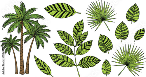 Tropical palm trees and green jungle leaves set with botanical foliage elements for summer nature design illustration