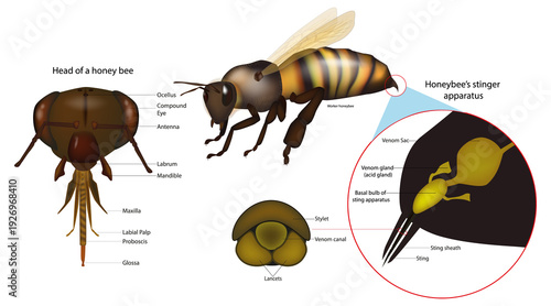 Honeybee Anatomy Diagram With Sting Apparatus. Honey Bee Head And Stinger Structure Illustration. Apis Mellifera
