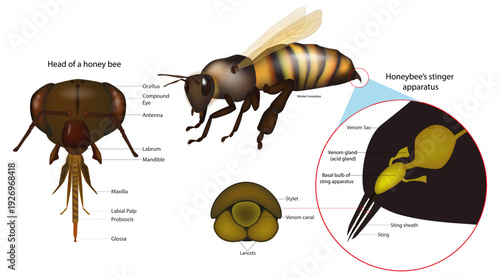 Honeybee Anatomy Diagram With Sting Apparatus. Honey Bee Head And Stinger Structure Illustration. Apis Mellifera