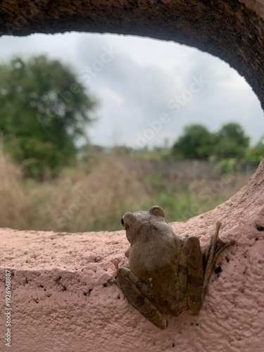 The image shows a frog clinging to a wall, gazing out at a natural view.