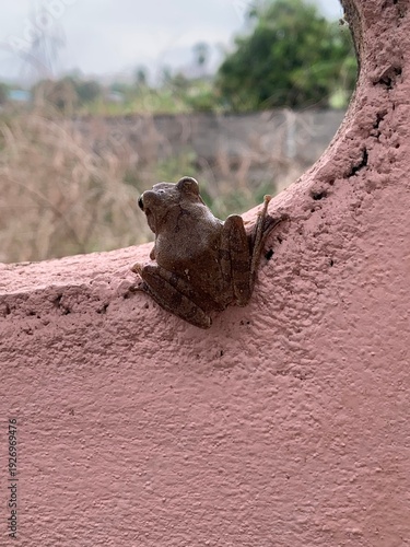 The image shows a frog clinging to a wall, gazing out at a natural view.