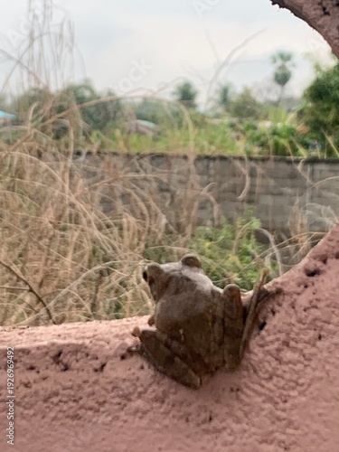 The image shows a frog clinging to a wall, gazing out at a natural view.
