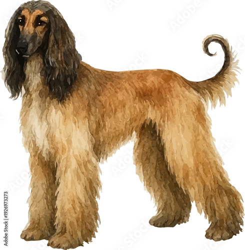 Vector watercolor realistic illustration of an afgan hound standing