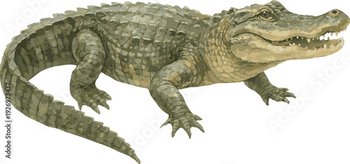 Vector watercolor realistic illustration of an alligator