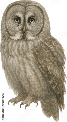 Vector watercolor realistic illustration of a Great gray owl