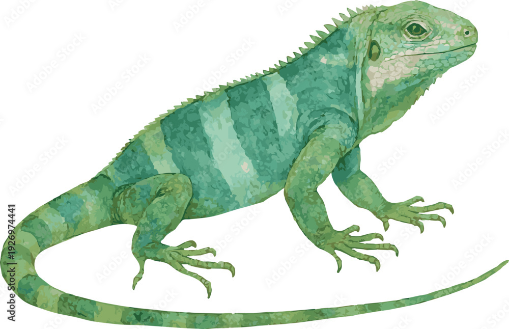 Fototapeta premium Vector watercolor illustration of a lau banded iguana
