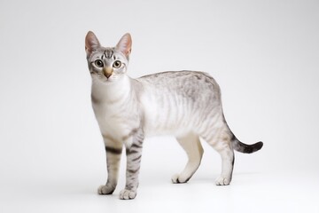 studio photo of a Pixie-bob cat, full body visible, cat standing naturally, compact muscular posture