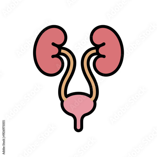 A vector graphic illustration of a human kidney system with two kidneys and a bladder