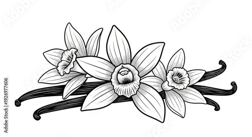 Elegant illustration of vanilla flowers and pods, botanical artwork, detailed drawing.