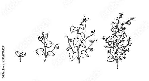 Plant growth stages - A visual representation of a plants life cycle, from seedling to maturity.