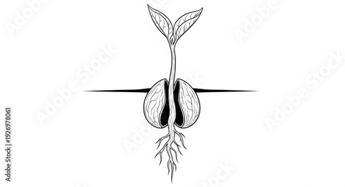 Detailed illustration of a sprouting seed, showcasing growth and development stages.