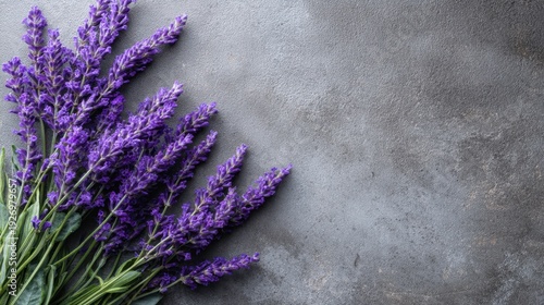 Vibrant purple lavender flowers on textured gray background.