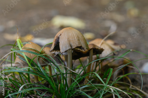 Tableau sur toile Wild Mushrooms in Sunlight of Autumn Forest in Georgia