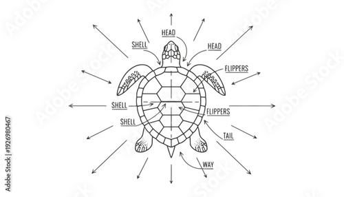 Turtle labeled diagram showing head, shell, flippers, and tail in detail