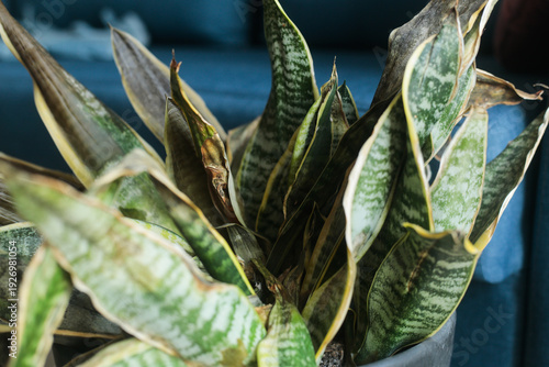 Unhealthy Snake Plant With Curved And Weakening Leaves