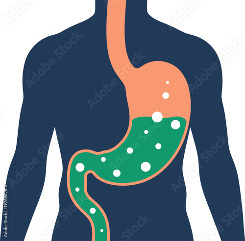 Detailed stomach fullness scan illustration. Vibrant colors highlight the stomach's internal structure. Clean, modern design suitable for medical or health-related visuals.