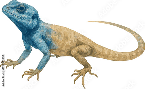 Vector watercolor illustration of a sinai agama lizard