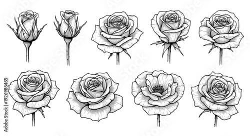 Graceful black and white line drawings of roses in various stages of bloom isolated on transparent background, Vector