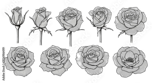 Illustrations of various stages in the growth and development of brain neurons isolated on transparent background, Vector