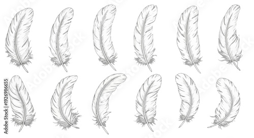 Collection of stylized leaf silhouettes in varying orientations and sizes isolated on transparent background, Vector