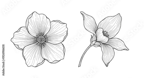 Graceful line drawing of delicate twin flowers with slender stems and leaves isolated on transparent background, Vector