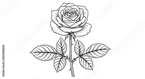 Elegant black and white line drawing of a single rose with delicate leaves isolated on transparent background, Vector