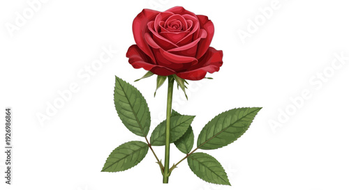 A vibrant red rose with lush green leaves and delicate stems in a natural setting isolated on transparent background, Vector