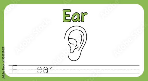 Ear anatomy worksheet for kids learning