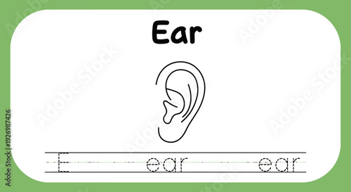 Ear anatomy tracing worksheet for kids education