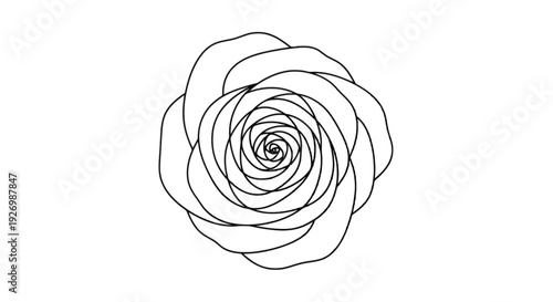 Intricate line drawing of a stylized rose with layered petals isolated on transparent background, Vector