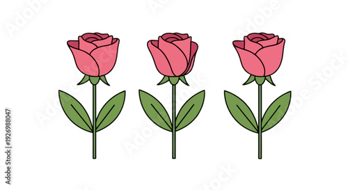Three vibrant pink roses standing in a row with green stems and leaves isolated on transparent background, Vector