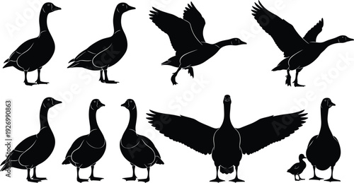 Goose silhouettes collection featuring standing, walking, flying and wings spread poses, isolated on white background, wildlife and farm design