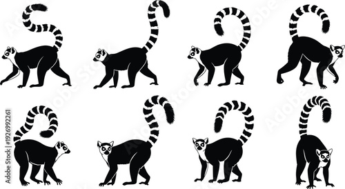 Ring tailed lemur silhouettes set, lemur animal collection poses, exotic wildlife primate illustration isolated on white background