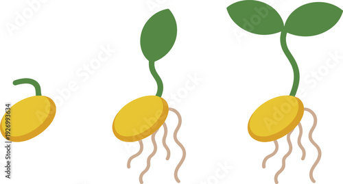 Seed germination growth stages vector illustration showing bean sprouting, developing green leaves, and small root system