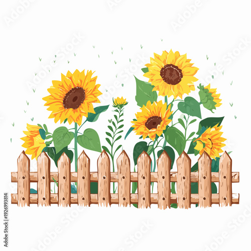 Bright yellow sunflowers blooming behind a rustic wooden picket fence in a summer garden