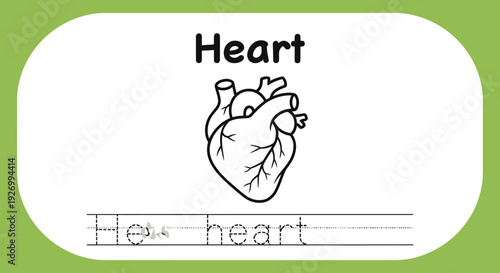 Heart Anatomy Coloring Page for Kids Education