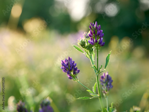 Photos Flowering purple alfalfa (Medicago sativa) plant on green field.