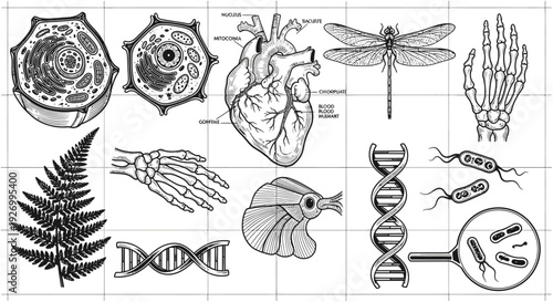 Detailed illustrations of biology concepts including anatomy, DNA, and microscopic organisms on grid background from scientific viewpoint.