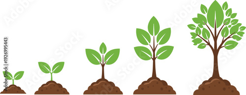 Tree growth stages from seedling to mature plant isolated on white background botanical development lifecycle vector illustration set for education