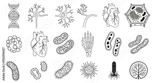 Detailed illustrations of microorganisms and human organs displayed in a scientific diagram format