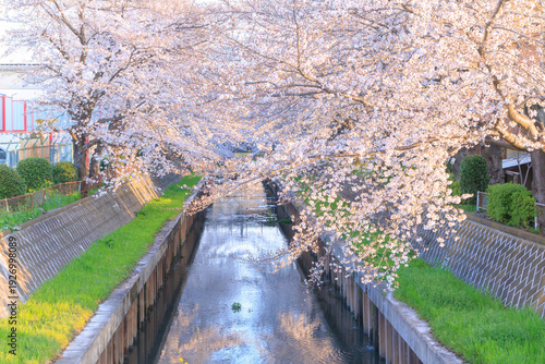 満開の鴻沼川の桜