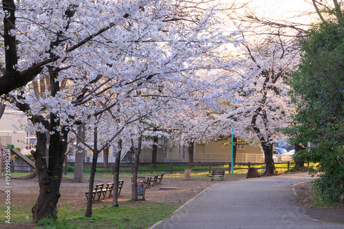 早朝の与野公園内の桜