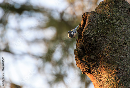 与野公園のシジュウカラ